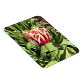 Red & White Tulip Magnet (Rechte Seite)