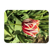 Red & White Tulip Magnet (Horizontal)