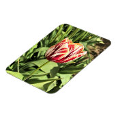 Red & White Tulip Magnet (Linke Seite)