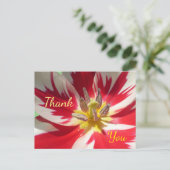 Red White Tulip Nah up Danke Postcard Postkarte (Stehend Vorderseite)