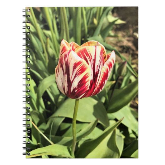 Red & White Tulip Notizblock (Vorderseite)