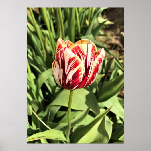 Red & White Tulip Poster (Vorne)
