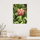 Red & White Tulip Poster (Küche)