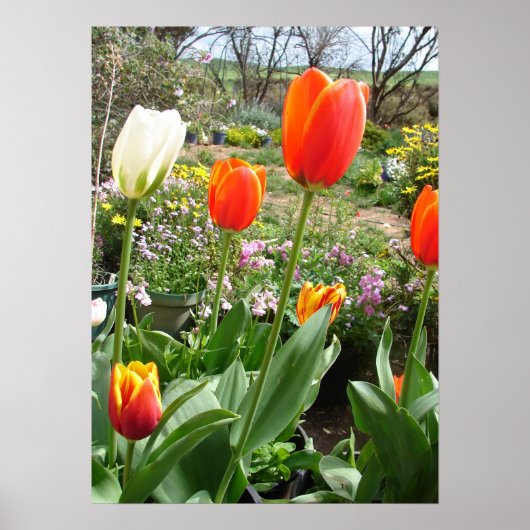 Red White Tulip Tulips Spring Nature Garden Poster (Vorne)