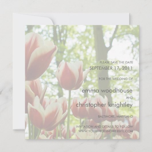 Red & White Tulips DSC0869 Save The Date (Rückseite)