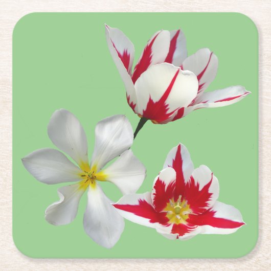 Red White Tulips Nah Up Paper Untersetzer (Vorderseite)