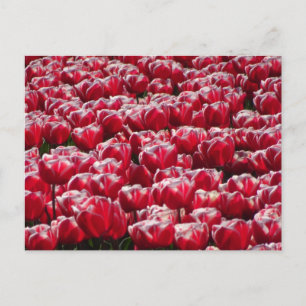Red White Tulips Pattern DIY Postcard Postkarte