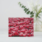 Red White Tulips Pattern DIY Postcard Postkarte (Stehend Vorderseite)