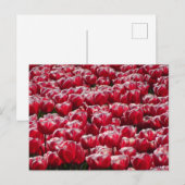 Red White Tulips Pattern DIY Postcard Postkarte (Vorne/Hinten)
