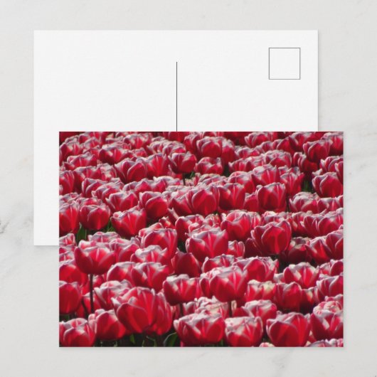 Red White Tulips Pattern DIY Postcard Postkarte (Vorne/Hinten)