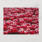 Red White Tulips Pattern DIY Postcard Postkarte (Vorderseite)
