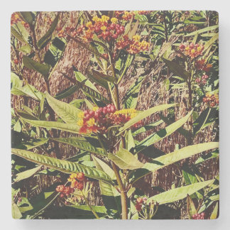 RED WI WILDBLUME IN FALL STEINUNTERSETZER