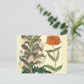 Red Wild Blume Vintag Botanische Schrift Postkarte (Stehend Vorderseite)