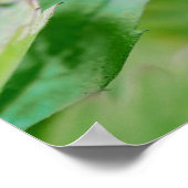 Red Wild Strawberry Still Growing Garden Foto Poster (Ecke)