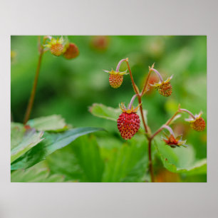 Red Wild Strawberry Still Growing Garden Foto Poster