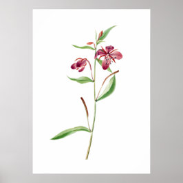 Red Willowweed Print von Mary Vaux Walcott Poster