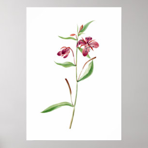 Red Willowweed Print von Mary Vaux Walcott Poster