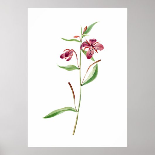 Red Willowweed Print von Mary Vaux Walcott Poster (Vorne)