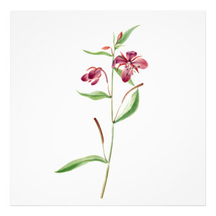 Red Willowweed Reverie: Vintag botanisch Fotodruck