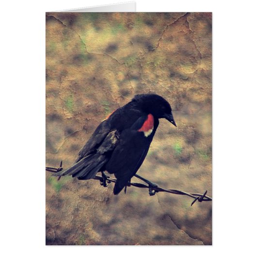 Red Wing Blackbird auf Barbed Wire (Vorne)