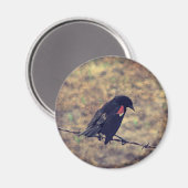 Red Wing Blackbird auf Barbed Wire Magnet (Vorderseite/Rückseite)