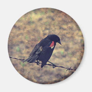 Red Wing Blackbird auf Barbed Wire Magnet