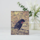 Red Wing Blackbird auf Barbed Wire Postkarte (Stehend Vorderseite)