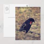 Red Wing Blackbird auf Barbed Wire Postkarte (Vorne/Hinten)