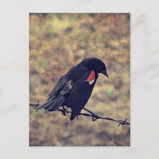 Red Wing Blackbird auf Barbed Wire Postkarte (Vorderseite)