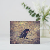 Red Wing Blackbird auf Barbed Wire Postkarte (Stehend Vorderseite)