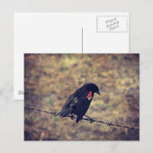 Red Wing Blackbird auf Barbed Wire Postkarte (Vorne/Hinten)