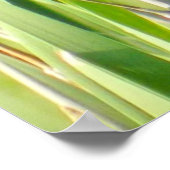 Red Wing Blackbird auf Reeds Poster (Ecke)