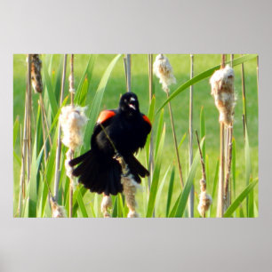 Red Wing Blackbird auf Reeds Poster