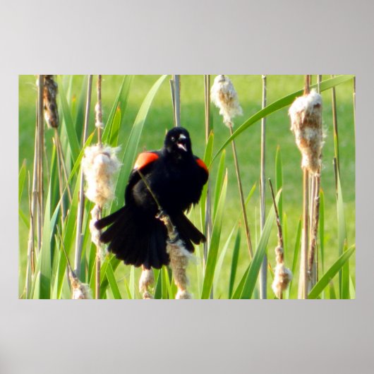 Red Wing Blackbird auf Reeds Poster (Vorne)