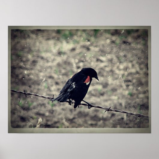 Red Wing Blackbird Imitate Vintag Poster (Vorne)