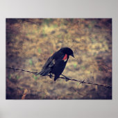 Red Wing Blackbird Poster (Vorne)