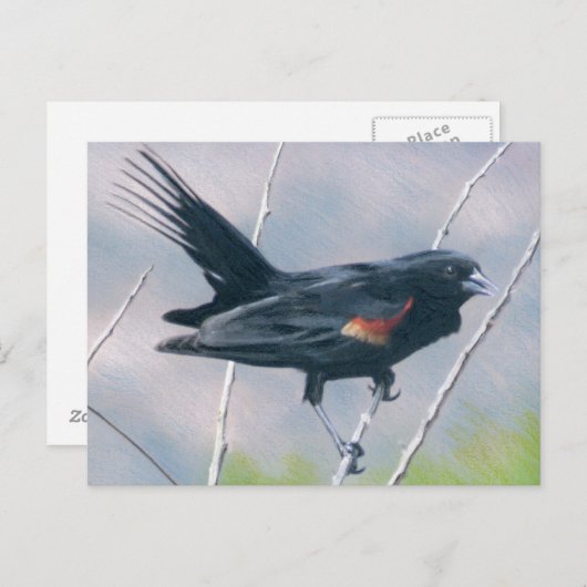 Red Wing Blackbird Postkarte (Vorne/Hinten)