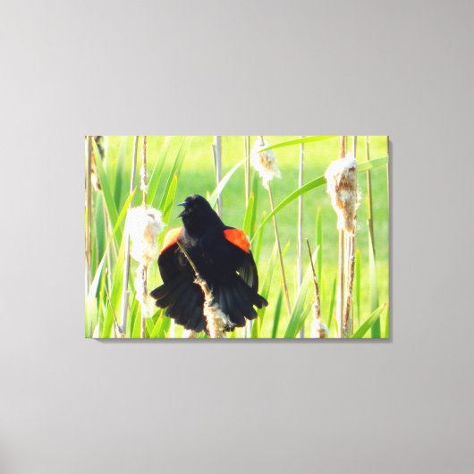 Red Wing Blackbird Song Wrapped Canvas Print Leinwanddruck (Vorderseite)