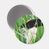 Red Winged Black Bird Magnet (Vorderseite/Rückseite)