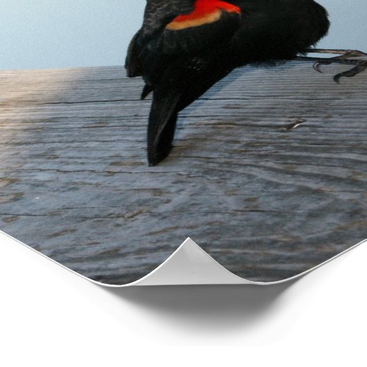 Red Winged Black Bird Poster (Ecke)