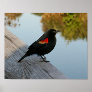 Red Winged Black Bird Poster