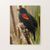 Red-Winged Blackbird auf dem Bulrush Puzzle (Vertikal)