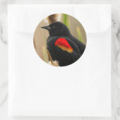Red-Winged Blackbird auf dem Bulrush Runder Aufkleber (Tasche)