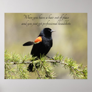 Red Winged Blackbird - Bad Hair Day Spaß Poster