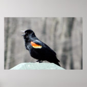 Red Winged Blackbird Call to Spring Poster (Vorne)