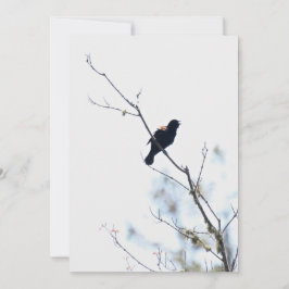 Red Winged Blackbird Dankbarkeit/Ferienwohnung Feiertagskarte
