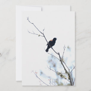 Red Winged Blackbird Dankbarkeit/Ferienwohnung Feiertagskarte
