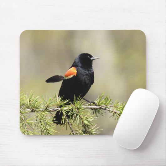 Red Winged Blackbird - feather out Mousepad (Mit Mouse)