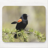Red Winged Blackbird - feather out Mousepad (Vorne)