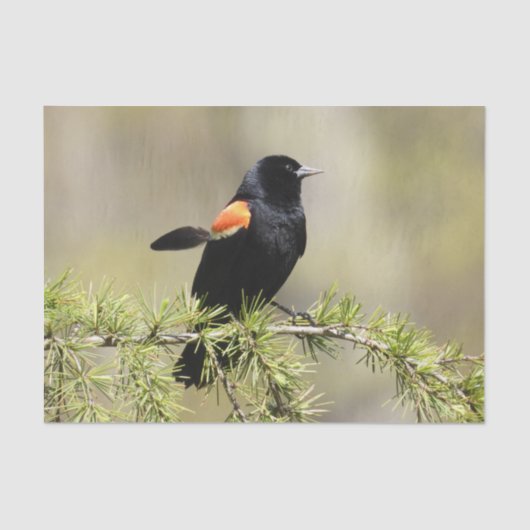 Red Winged Blackbird - Feather out Seidenpapier (Vorderseite)
